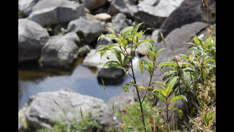 Explorando los Itinerarios de Aves en Bogot&aacute;