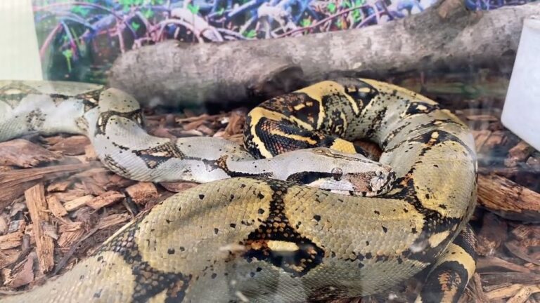 La diversidad de flora y fauna en Bogot&aacute;