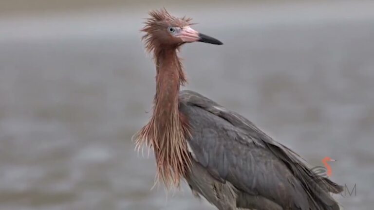 Rutas de observación de aves: guía optimizada para entusiastas de la naturaleza