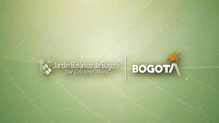 Explorando los Sabores Nocturnos de Bogot&aacute;