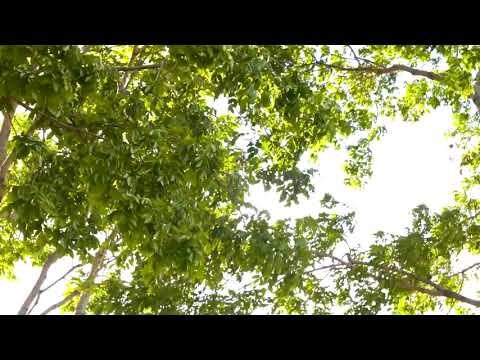 Parques verdes urbanos: oasis naturales en la ciudad