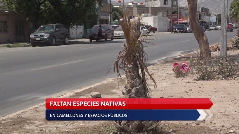 El impacto ambiental de la arborizaci&oacute;n urbana