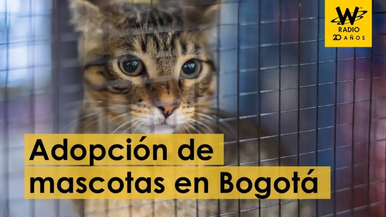 Adopci&oacute;n de mascotas en Bogot&aacute;: Gu&iacute;a completa