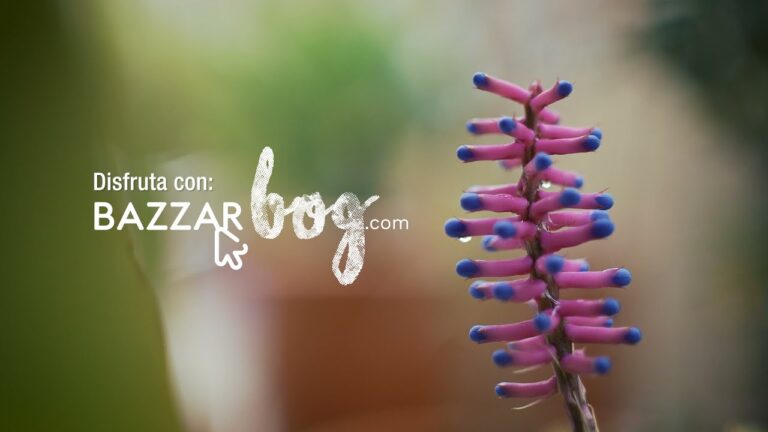 Gu&iacute;a de compras de productos org&aacute;nicos en Bogot&aacute;