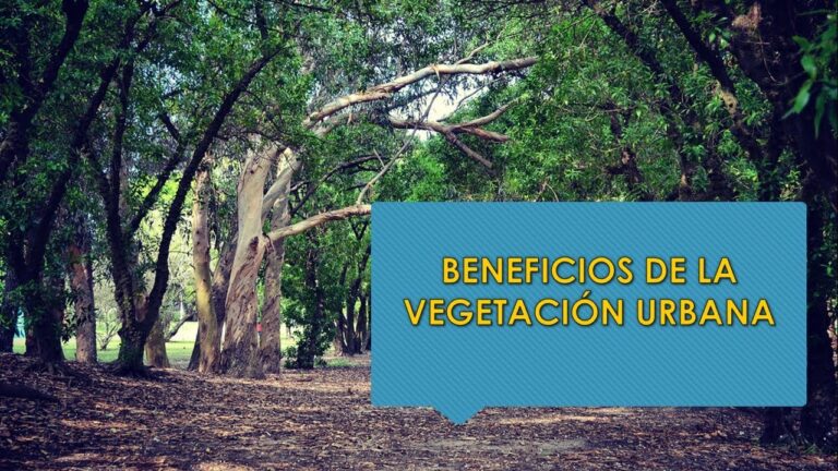 Beneficios de la Vegetaci&oacute;n Urbana: Mejorando la Vida en la Ciudad