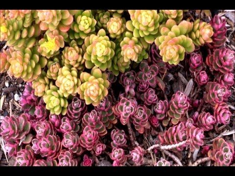 Los beneficios de los espacios verdes en la ciudad