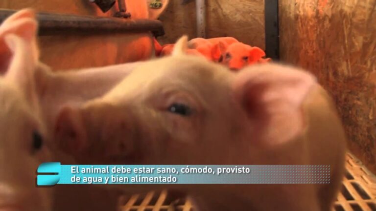 Mejorando el Cuidado y Bienestar Animal