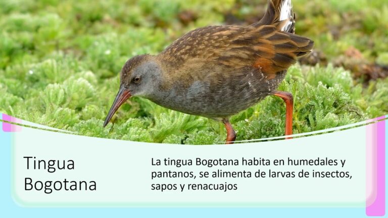 La biodiversidad en Bogot&aacute;: Un tesoro natural por descubrir
