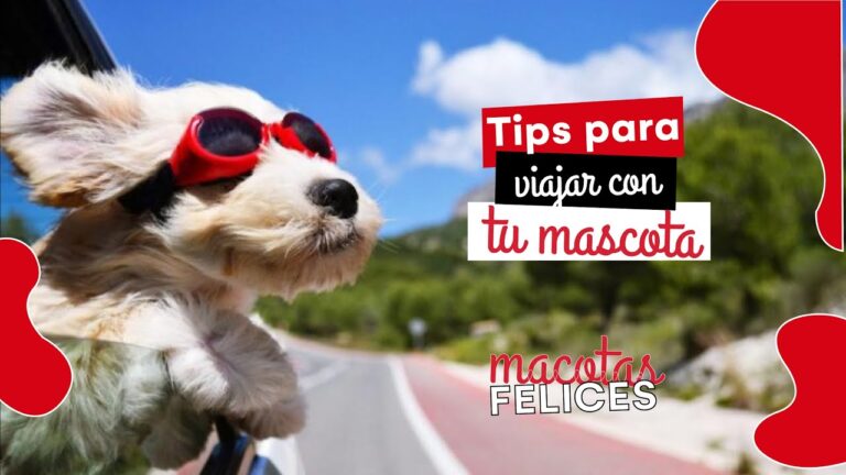 Consejos para viajar con mascotas a Bogot&aacute;