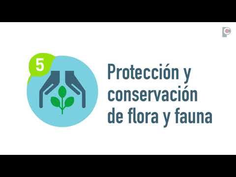 Conservaci&oacute;n de la Flora y Fauna: Importancia y Estrategias
