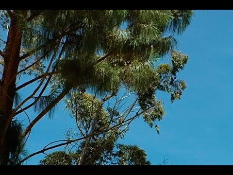 Floras aut&oacute;ctonas de Colombia: Una mirada a la diversidad natural