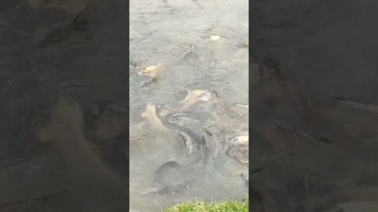 Variedad de peces en lagos de Bogot&aacute;