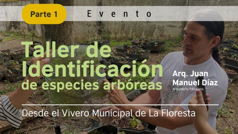 Beneficios de las especies arb&oacute;reas en la ciudad