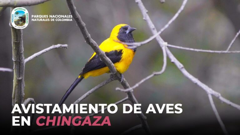 Avistamiento de aves en el Parque Nacional: Una experiencia inolvidable