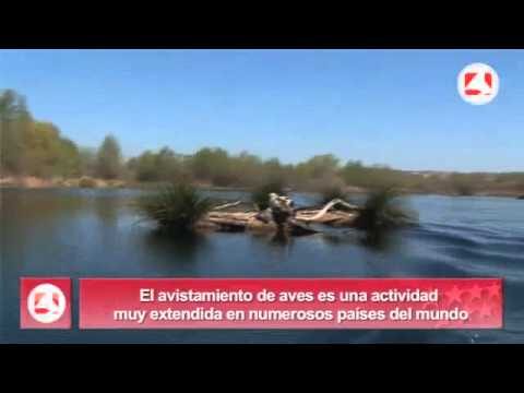 Rutas de Avistamiento de Aves: Gu&iacute;a Completa