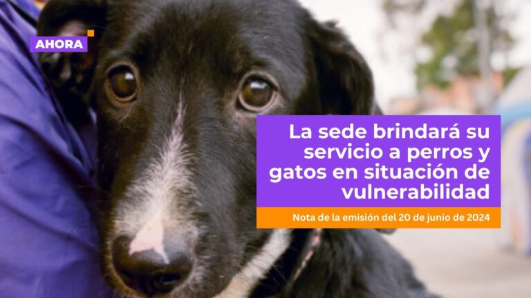 Cuidado de Mascotas en Bogot&aacute;: Gu&iacute;a Pr&aacute;ctica y Efectiva