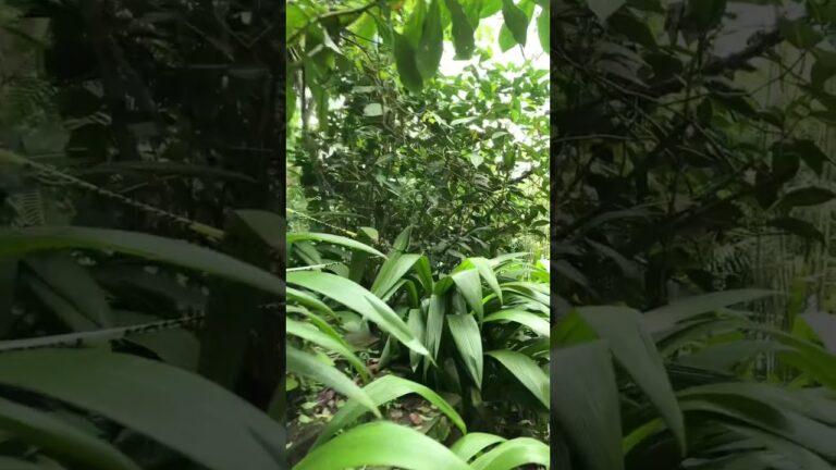 Explorando la Naturaleza en el Parque Sim&oacute;n Bol&iacute;var