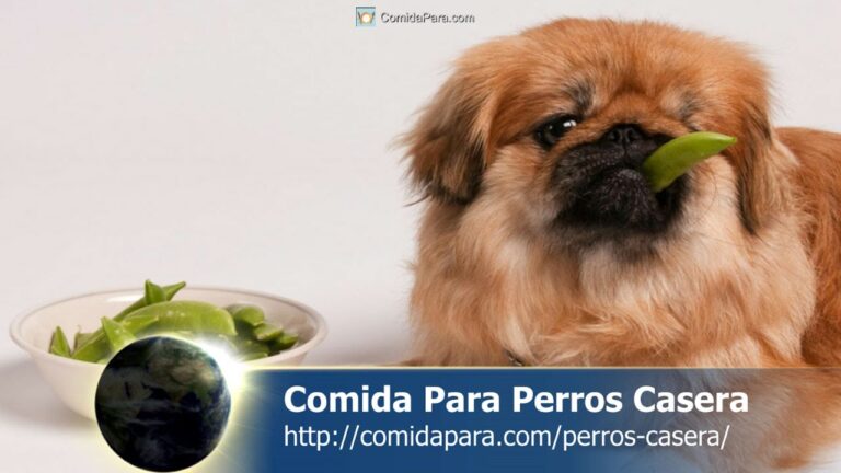 Productos para el Cuidado de Mascotas en Centros Comerciales
