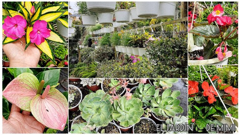 Las Mejores Tiendas de Jardiner&iacute;a en la Capital